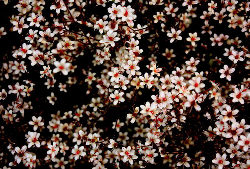 fleurs