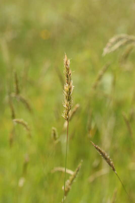 grass