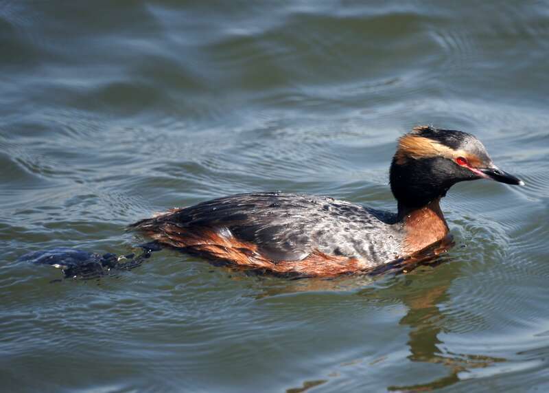 Horned Grebe