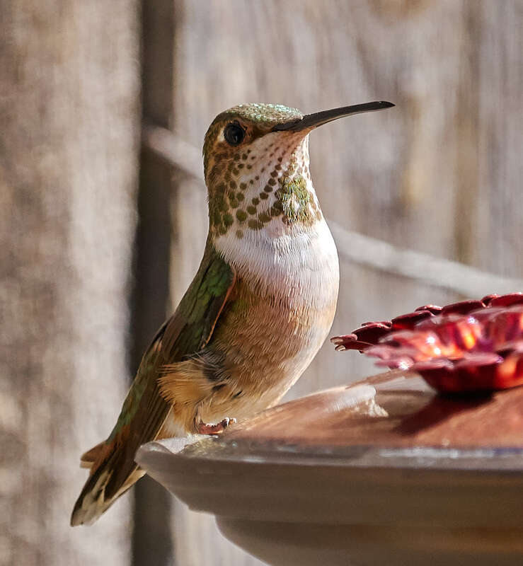 Seen in my backyard, nice neck decoration.