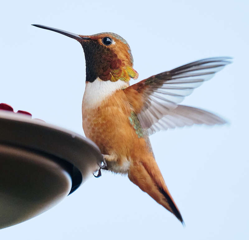 Hummingbird