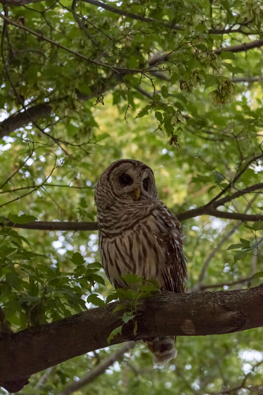 A female Barred owl (Strix varia) I found in Innis Woods Metro Park just minutes after sunset in July. The naturalist I pointed her out to, and told me she was female, told me she had 4 chicks this year.