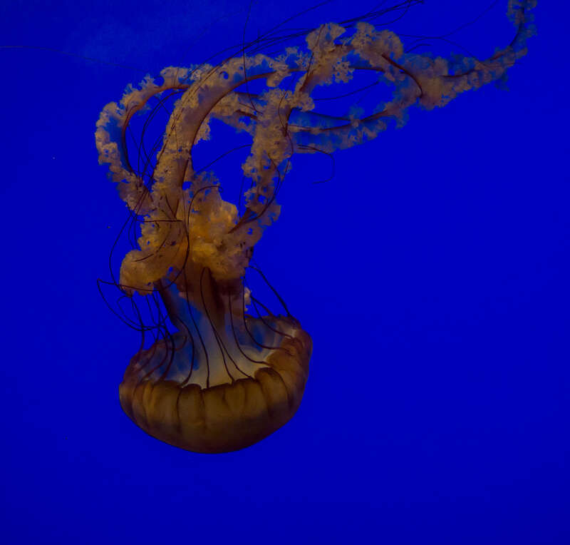 Unidentified jellyfish at the California Academy of Sciences Steinhart Aquarium.