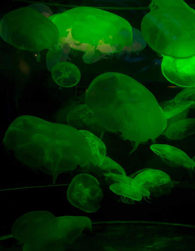 Unidentified jellyfish at the California Academy of Sciences Steinhart Aquarium.