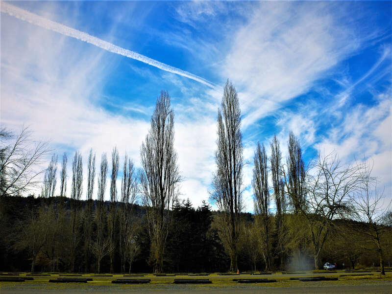 
500px provided description: Clicked on Fe 12th at Lake Sammamish state park. [#nature ,#parks]