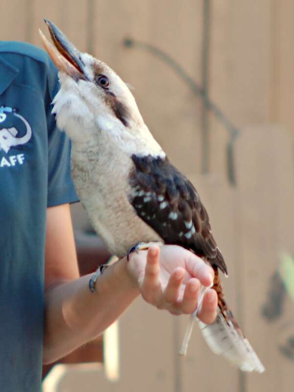 A laughing kookaburra mid-call in a performance at an amusement park in Vallejo, California.