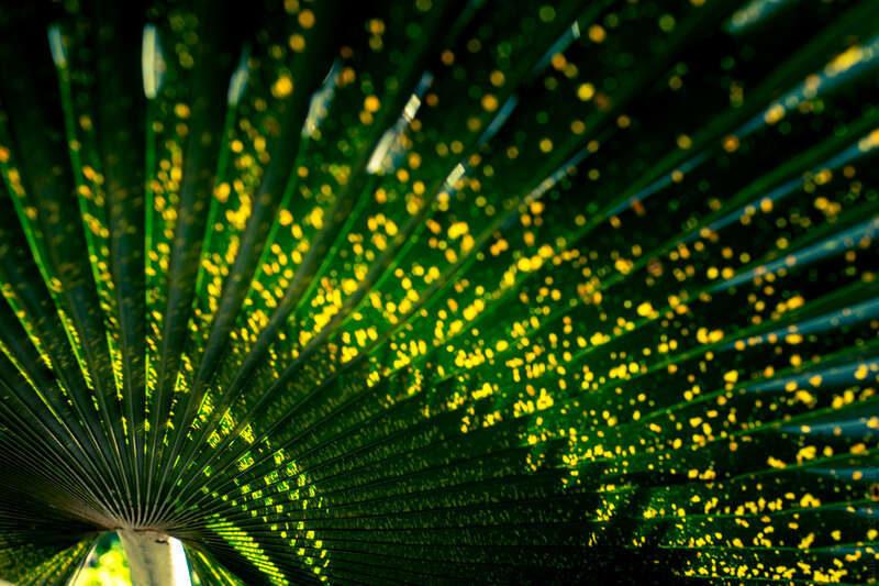 Leafy stars