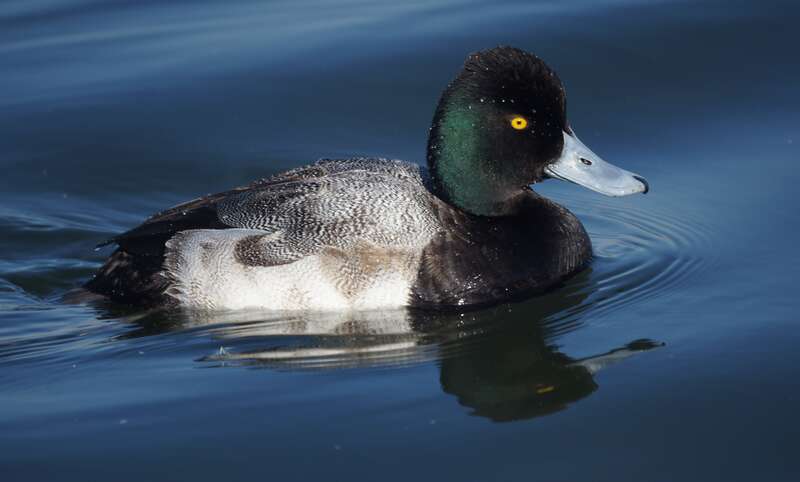 Bolsa Chica Wetlands,

Huntington Beach, CA