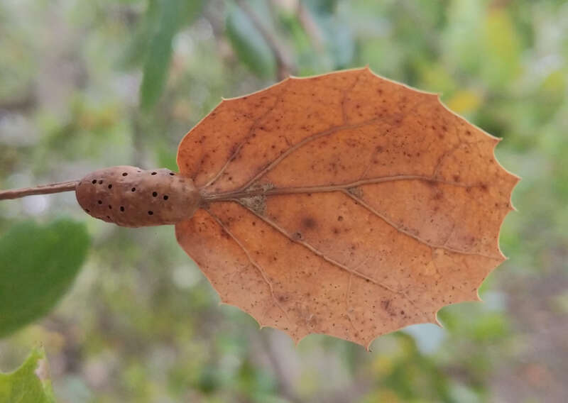 Photo of Live Oak Petiole Gall Wasp uploaded from iNaturalist.