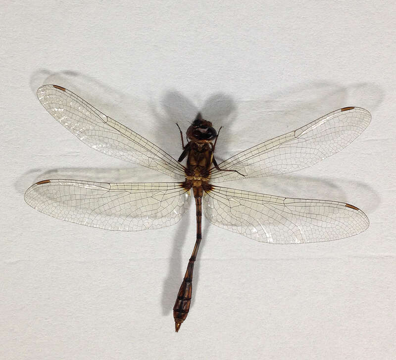 Macrothemis sp.