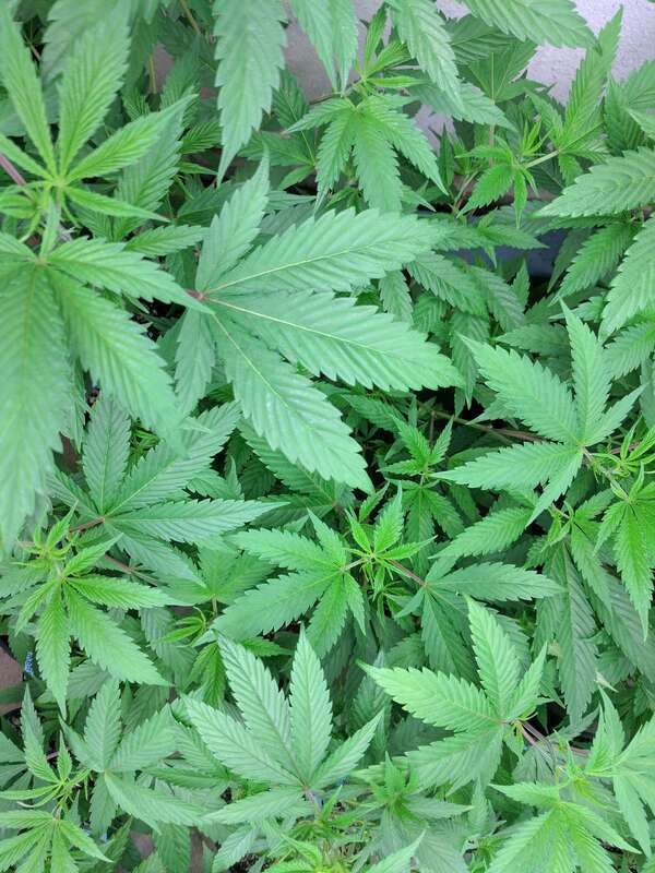 Cannabis leaves in a commercial grow facility in Denver, Colorado. Taken on tour with My 420 Tours