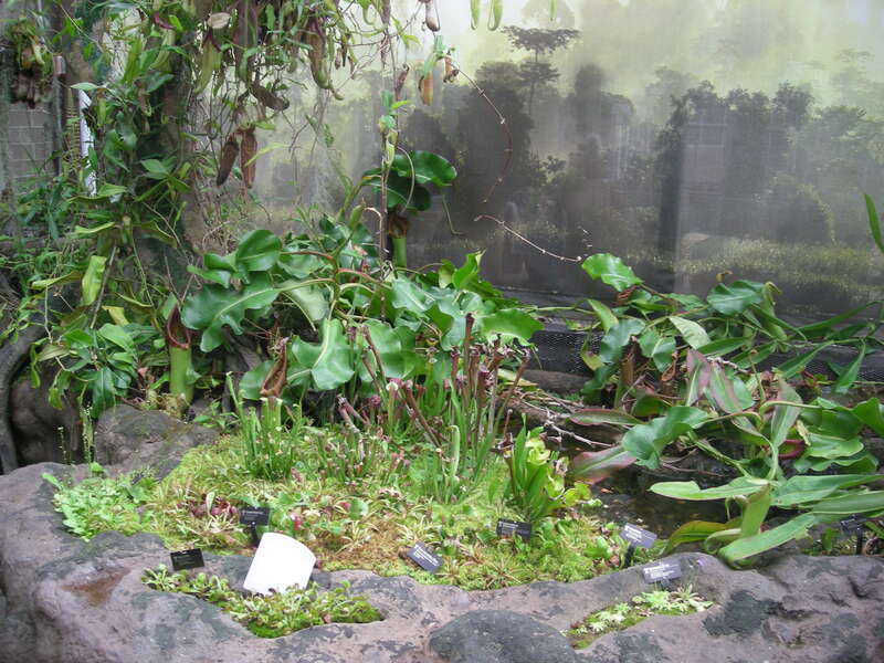The interior of the Kenneth E. Nelson Carnivorous Plant House at the Frederik Meijer Gardens &amp; Sculpture Park in Grand Rapids Township, Michigan (United States).