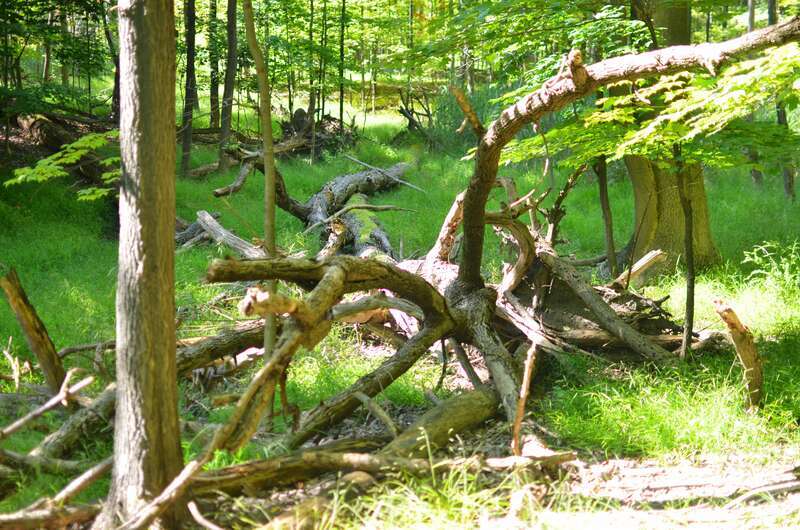 Mentor Marsh Nature Preserve
