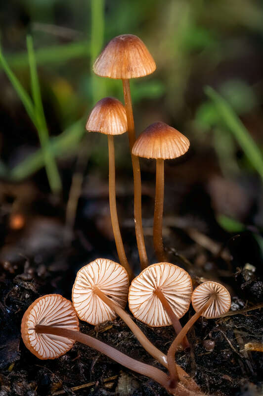 California Mycena (Mycena californiensis)