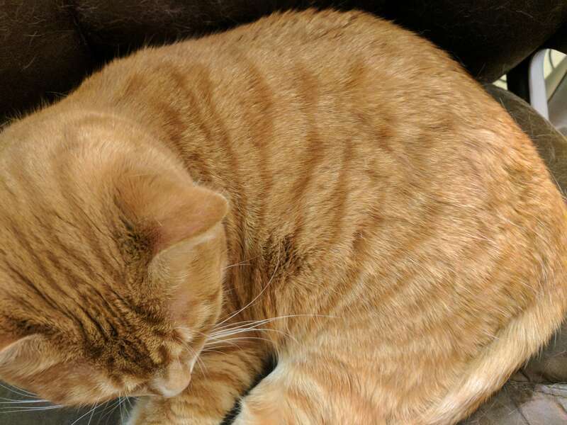 Adult male orange tabby cat