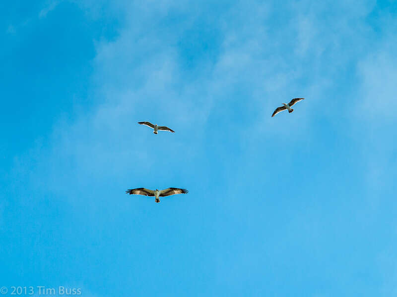 Over Beacon's beach, looking for another meal.