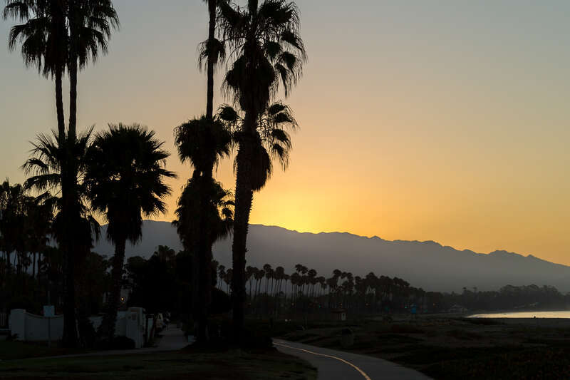 Palm Trees