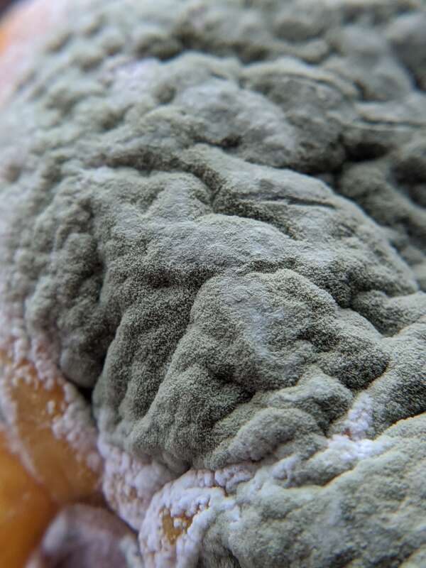 citrus green mold (Penicillium digitatum)