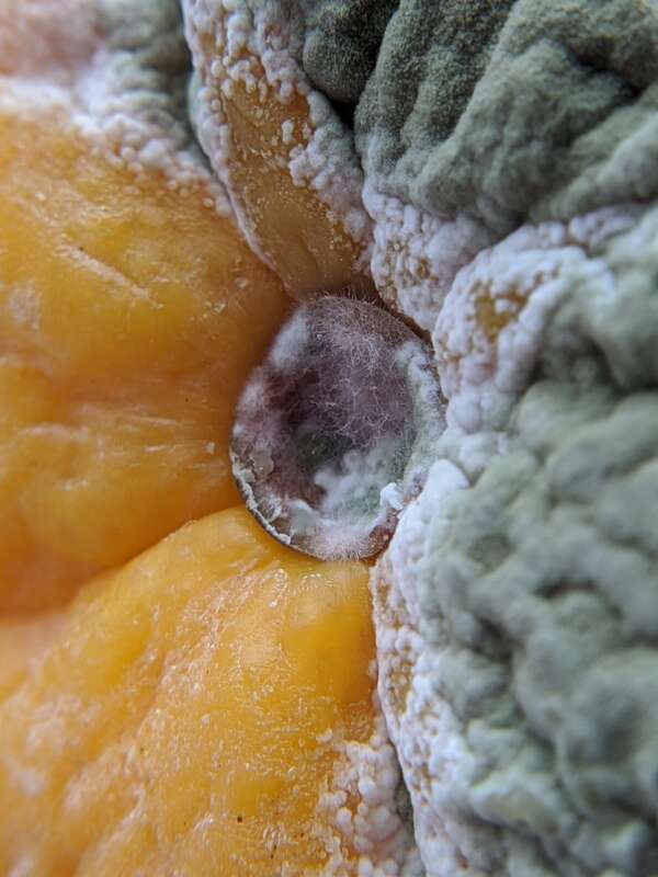 citrus green mold (Penicillium digitatum)