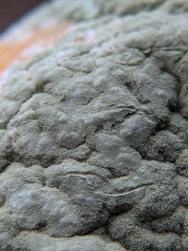 citrus green mold (Penicillium digitatum)