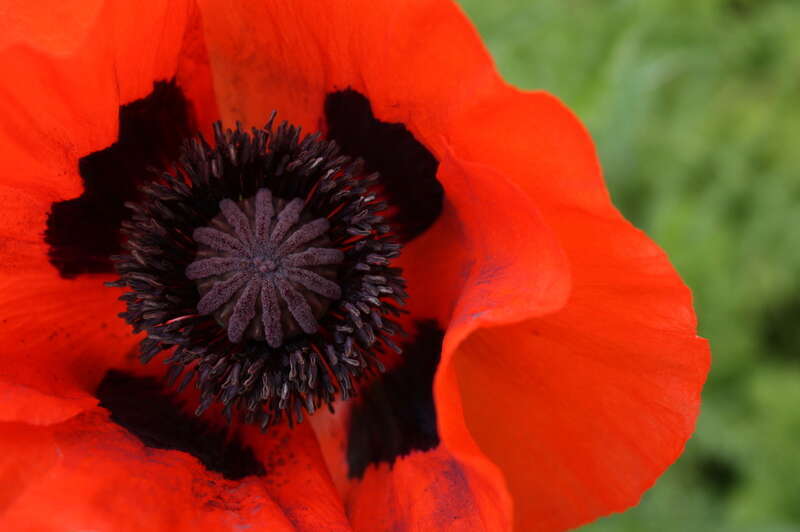 Poppy