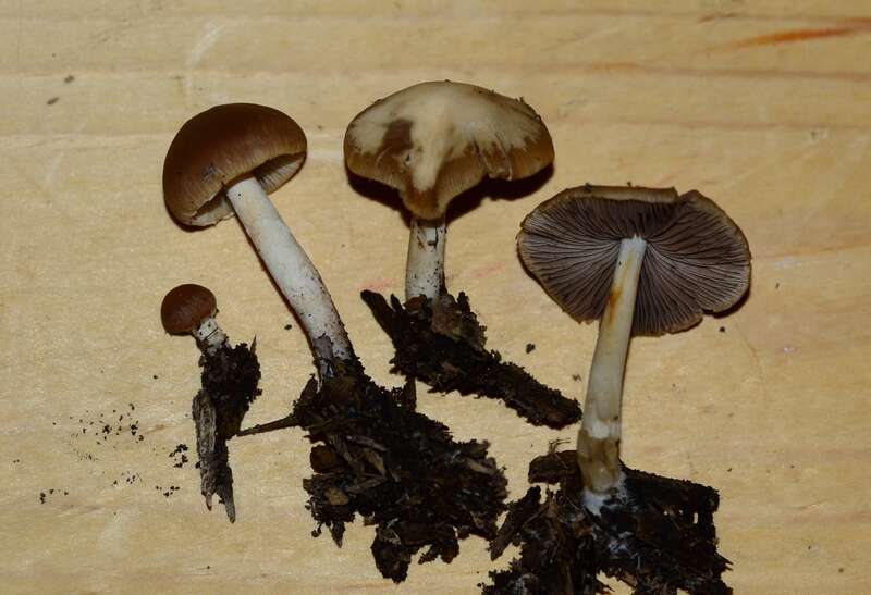 Psathyrella incerta
