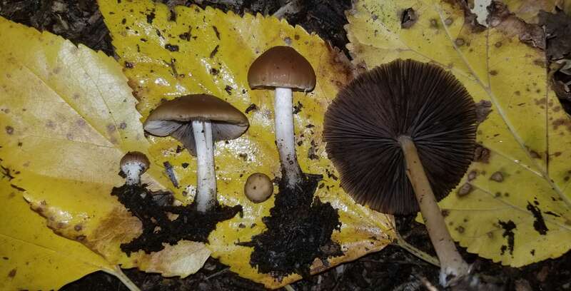 Psathyrella incerta