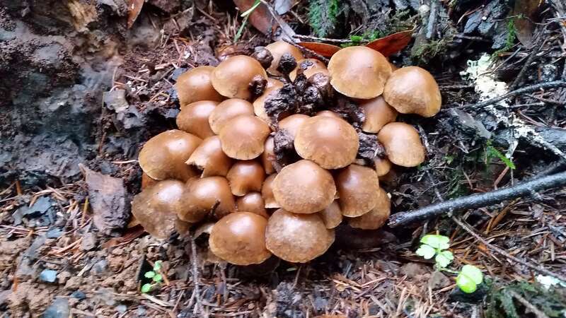 Common Stump Brittlestem (Psathyrella piluliformis)