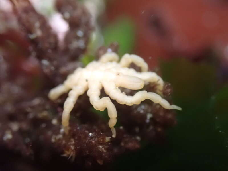 Stearns' Sea Spider (Pycnogonum stearnsi)