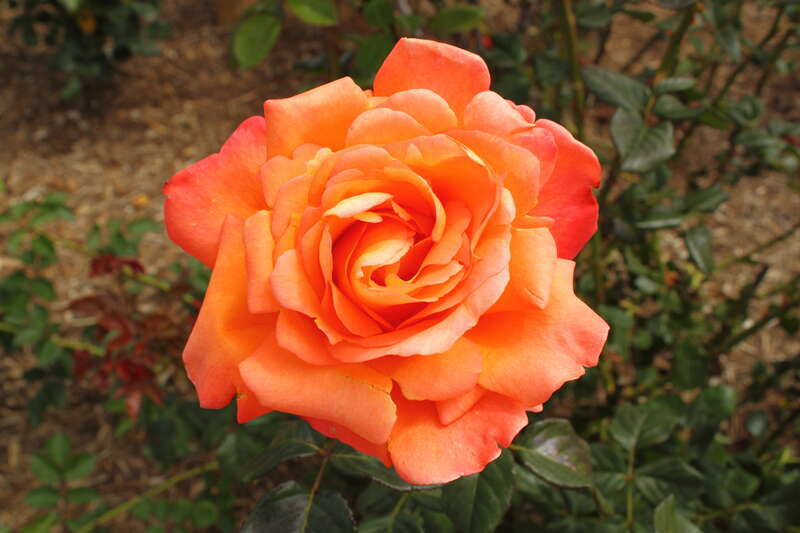 Rosa en    'Voodoo'