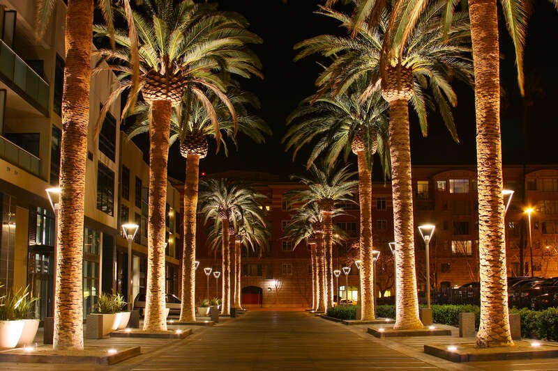 Unidentified Phoenix palms, Palm Row, San Jose, California