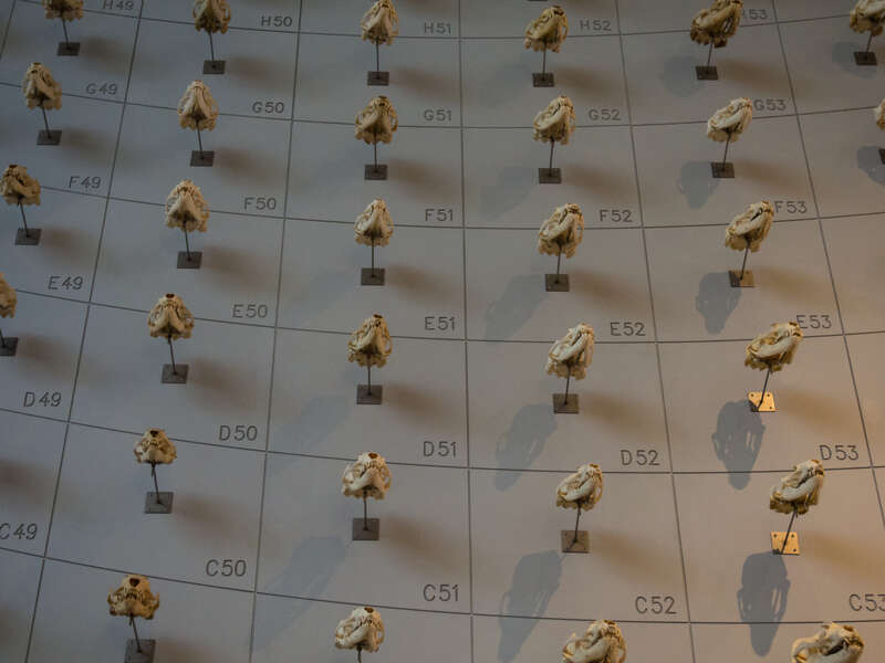 "Sea of skulls" -- mostly sea lion (Otariidae) -- at the California Academy of Sciences.