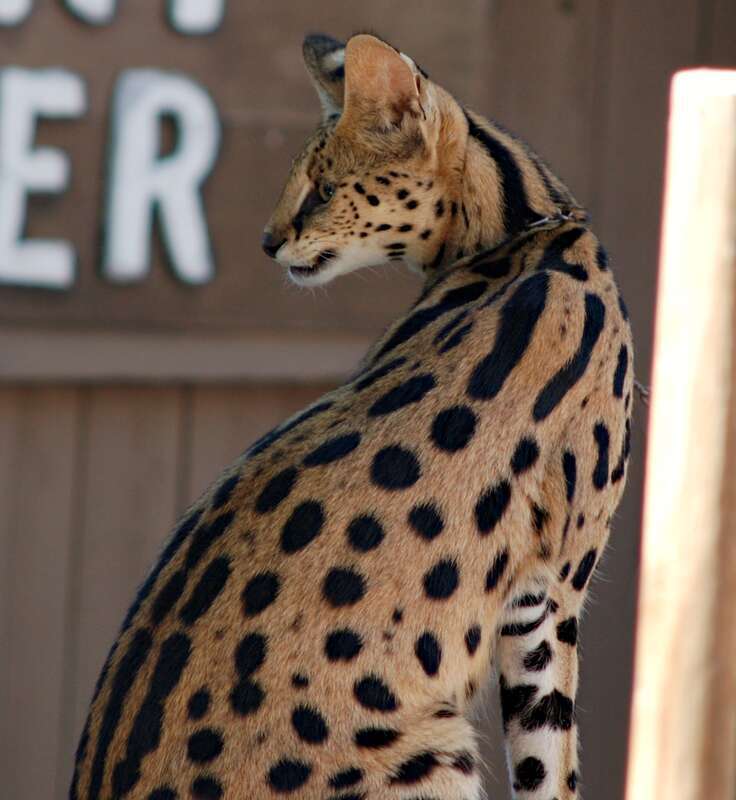 A serval in a performance at Six Flags Discovery Kingdom in Vallejo, California, United States.