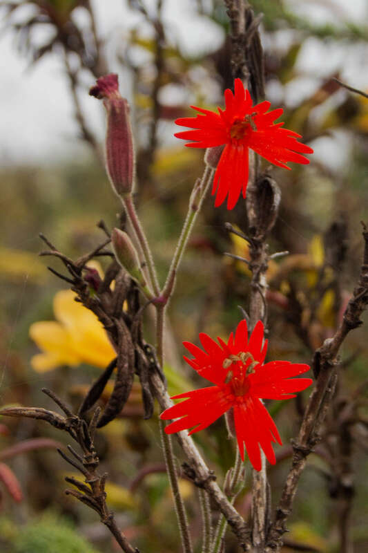 Silene laciniata — Cardinal catchfly.

El Moro Elfin Forest Natural Preserve, Los Osos, San Luis Obispo County, California.