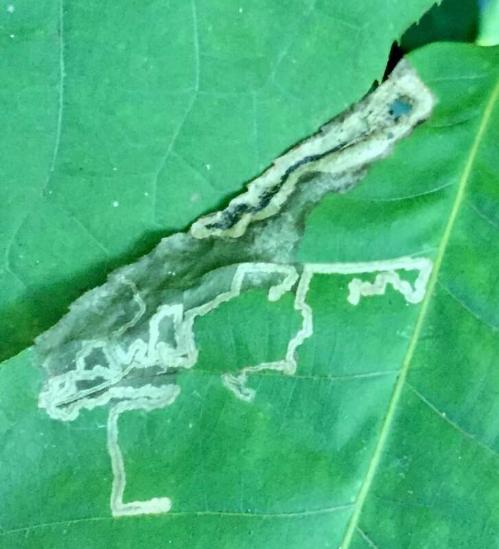 Stigmella caryaefoliella. Leaf miner tunnels of a species of insect.