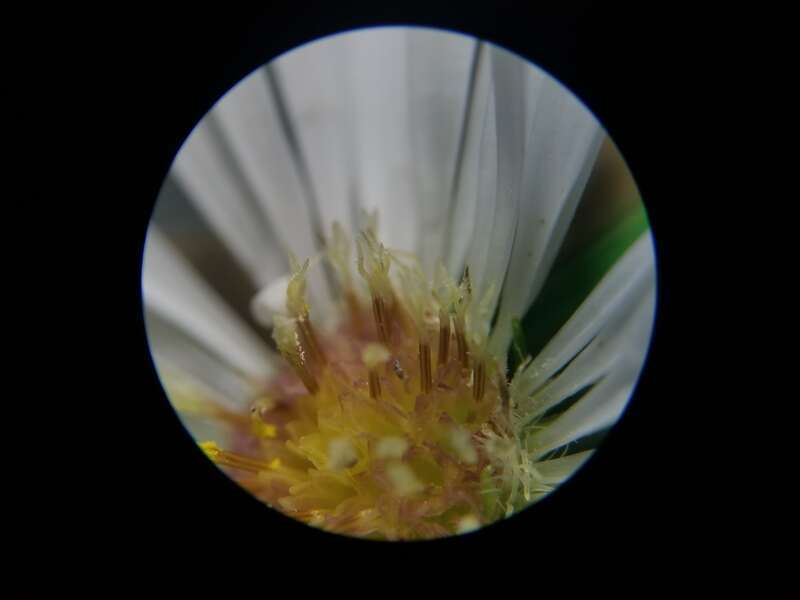 Symphyotrichum pilosum pilosum