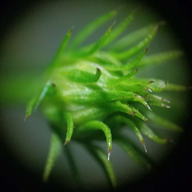 Symphyotrichum pilosum pilosum