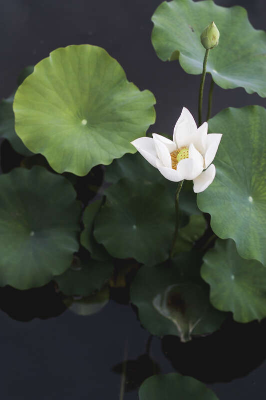 Meijer Gardens, Grand Rapids, United States