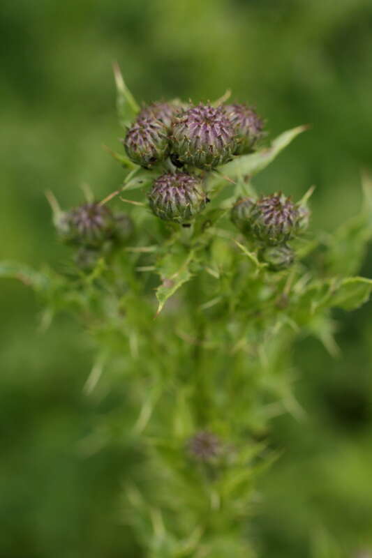 Thistle