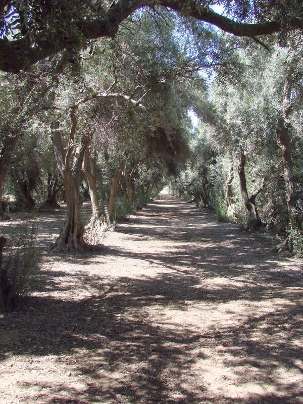 (1 in a multiple picture set)
I found this scene at Highland Springs Ranch in Cherry Valley, CA. The light made such intereting patterns through the rows of olive trees.