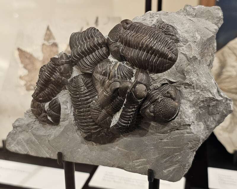 Trilobites fossil at the Texas Energy Museum in downtown Beaumont, Texas. The description from the museum specifies that the species is Phacops milleri (now categorized as Eldredgeops milleri) and that it dates to the Middle Devonian period, 365