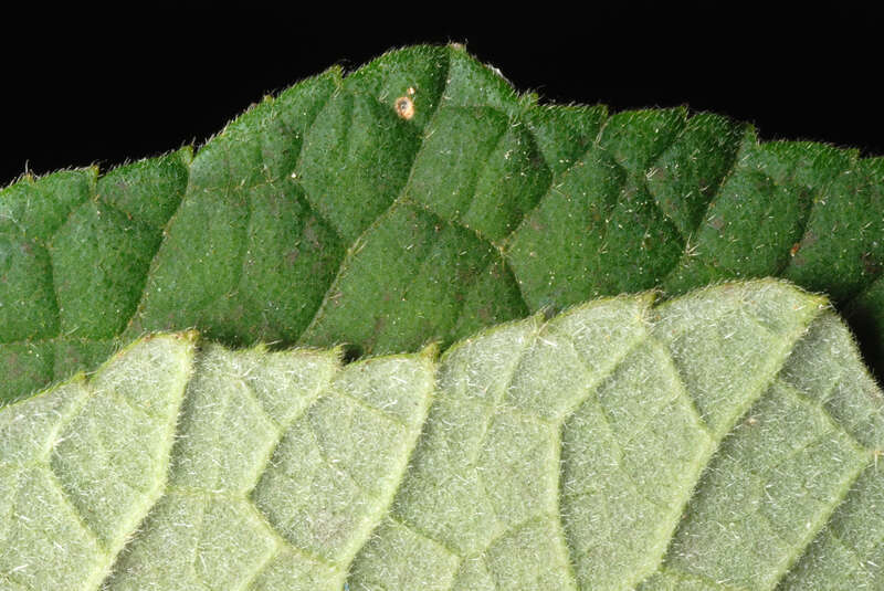 Urena lobata