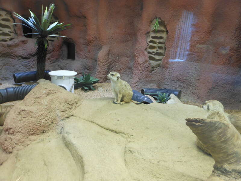 Very Tyr-like were the new Meerkats.