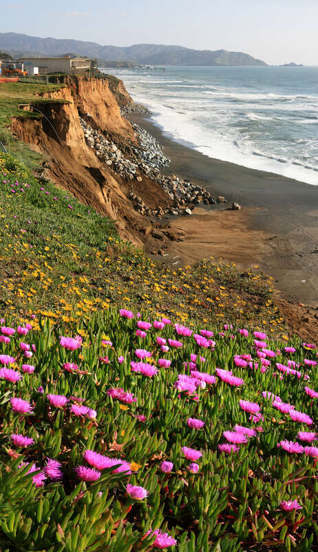 Wild flowers and w:erosion in Pacifica