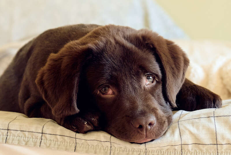 Winston is a new member of our family. He is a 10 week-old labrador retriever, very cute and playful, not quite house trained yet 😕