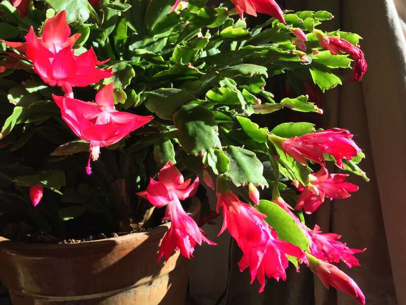 A houseplant that is blooming, called a xygocatus, and tend to bloom at various times of the year, such that is called often sold as a "Christmas cactus" or a "Thanksgiving cactus"..., etc. Actually it can bloom at many times throughout the year,