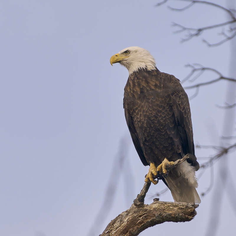 Bald Eagle. Hockanum Reservoir. East Hartford, CT USA