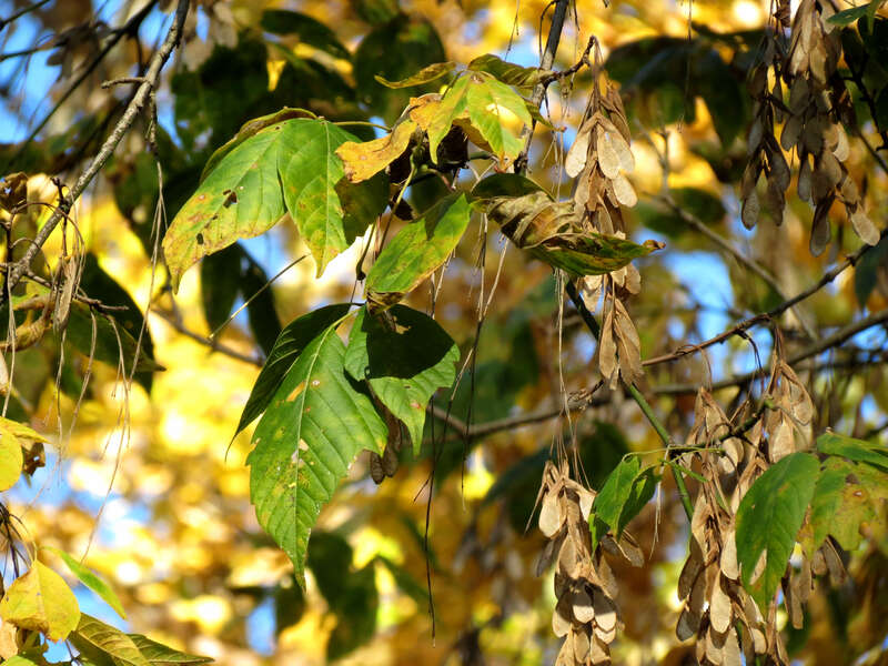 Acer negundo. Rock Creek Park, Washington, DC, USA.