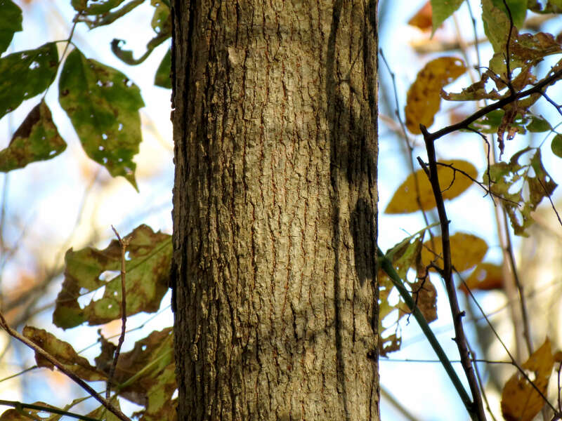 Acer negundo. Rock Creek Park, Washington, DC, USA.