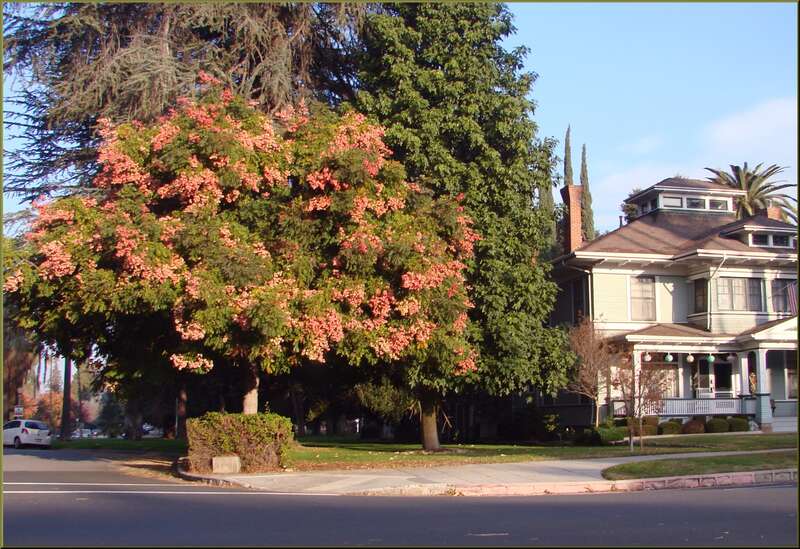 (1 in a multiple picture set)
I turn this corner each day on my way home from work, and noticed that this tree was bursting with red blooms as the air cooled in fall.  I'd like to know the name of it.